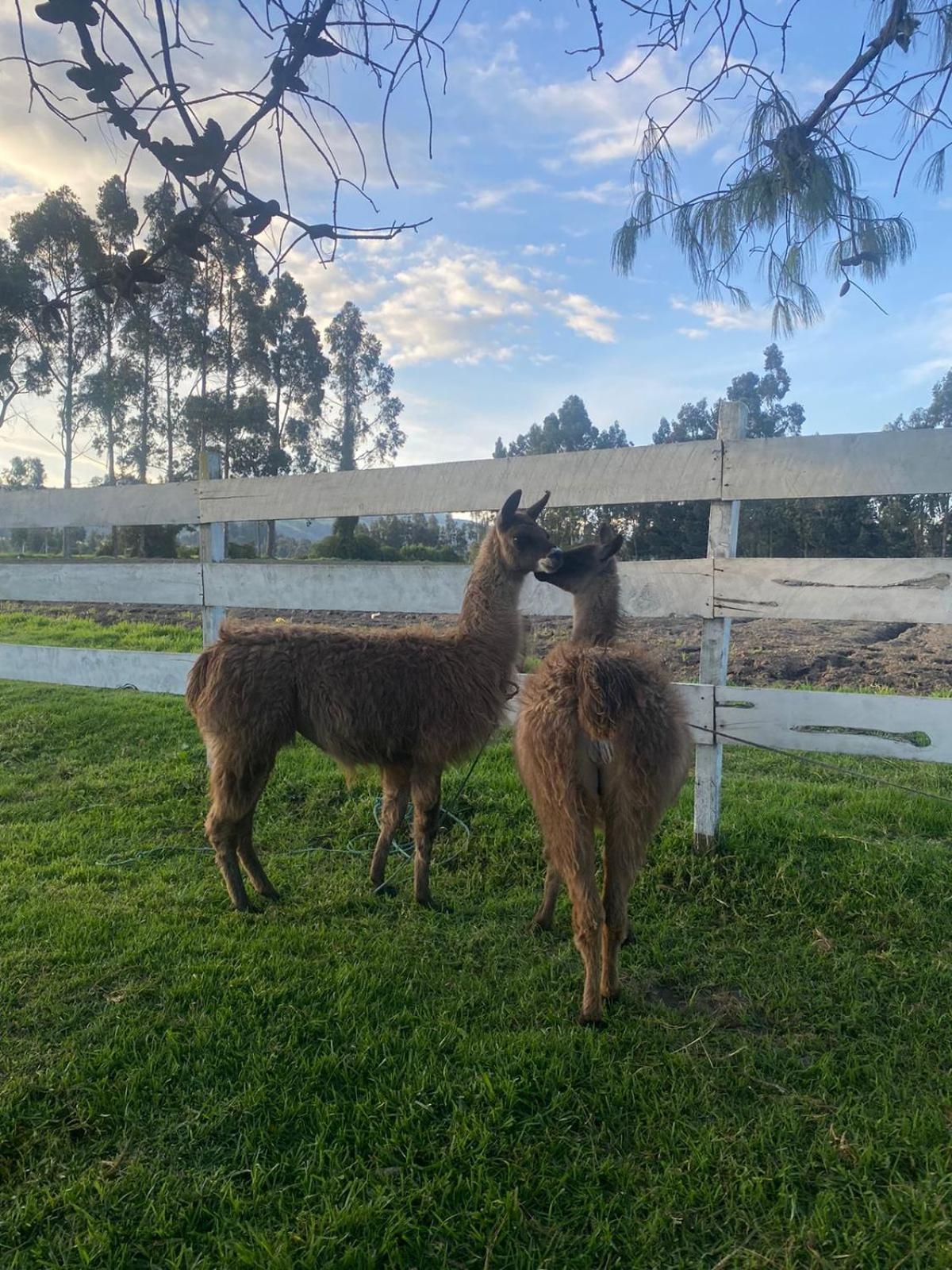 Hacienda La Moya, Cotopaxi Holiday home